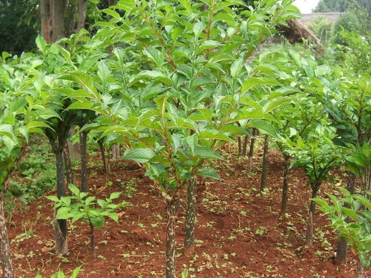 Mihin Konjac Root Extract on hyvä?