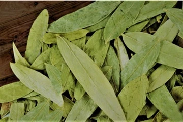 Mikä on Senna Leaf -uute? Syvällinen katsaus laksatiiviseen yrttilisään